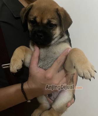 jual-anakan-mix-shiba-dan-pug-FTN9CYIM91
