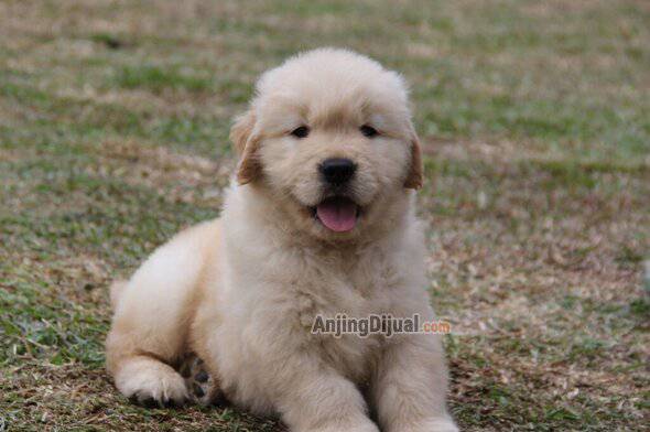 1-ekor-puppy-golden-retriever-betina-anakan-import-brazil-01CUI2NEBI