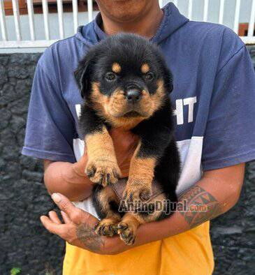jual-anakan-rottweiler-bloodline-import-WEV7WU6MYR