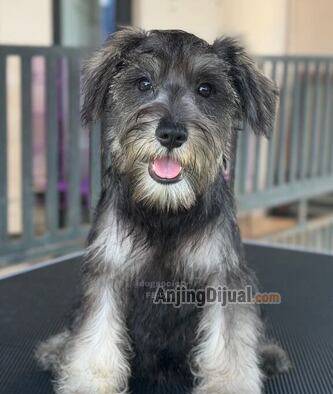 anjing-miniature-schnauzer-betina-JILCP36ZJ9