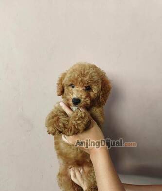 jual-miniature-fawn-poodle-I6L1UFFPPS