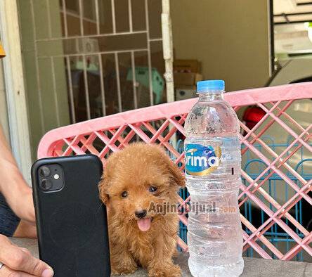 jual-teacup-poodle-jantan-7NAWEM8ROB