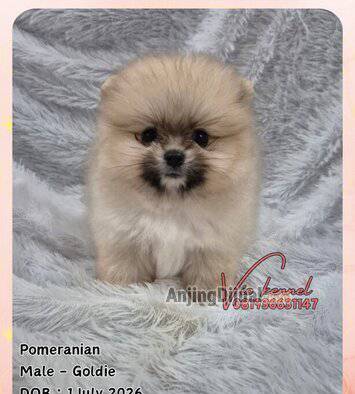 jual-sable-pomeranian-2-female-1-male-QI396SMFG5