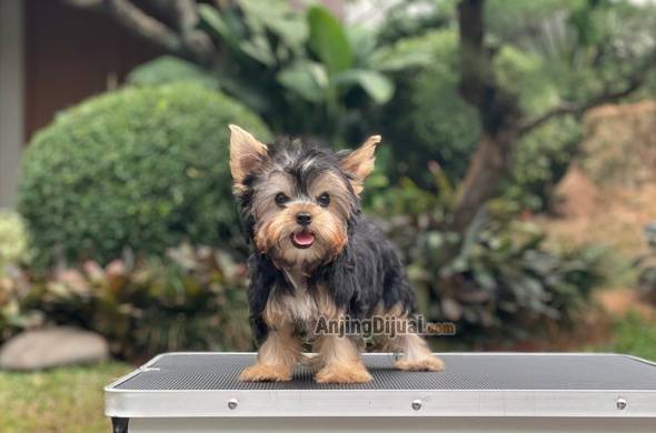 for-sale-puppy-female-mini-yorkshire-terrier-5DFBLN5CPK