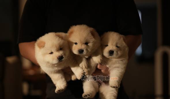 jual-chow-chow-bloodline-champion-betina-PHE7N067KU