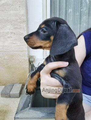 jual-3-male-dachsund-puppies-8WDJONV1QP