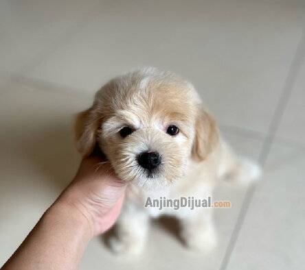 jual-maltipol-male-cute-face-ED5K62Z8F0