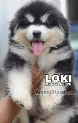 jual-cute-adorable-alaskan-puppy-loki-HKYQWJ7LYX