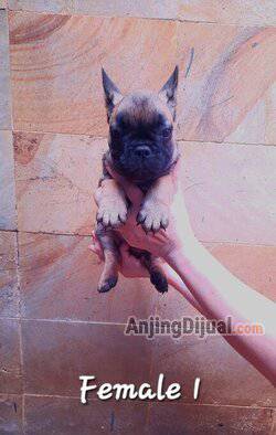 available-female-french-bulldog-DOTKVA8XA7