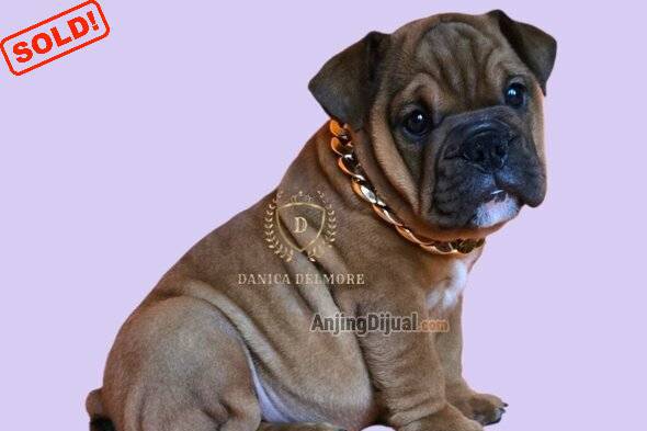 jual-premium-quality-english-bulldog-puppy-FHFOHR87BK