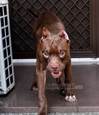 jual-giant-pitbull-super-quality-Y8HI79IFE7
