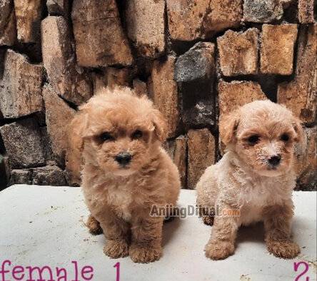 jual-poodle-mini-toy-SIC0FNIVVZ