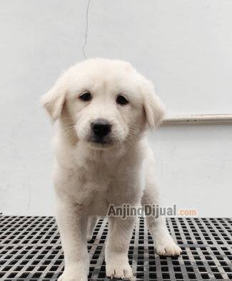 puppy-anjing-kintamani-bali-X9K30G8DKS