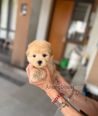jual-poodle-super-tiny-apricot-jantan-0SQQ476J6I