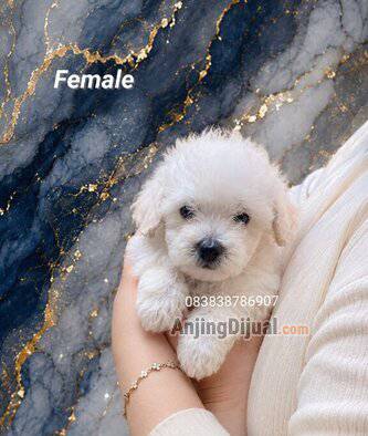 jual-poodle-white-sepasang-putih-bersih-sehat-terawat-SPXWP920LK
