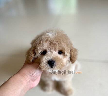 jual-maltipoo-tiny-cute-face-0TF9K7M5MX