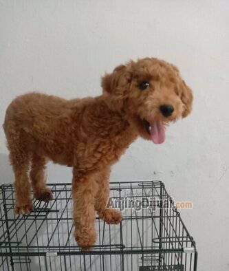 jual-poodle-betina-usia-8-bulan-KYPE2SBP4G