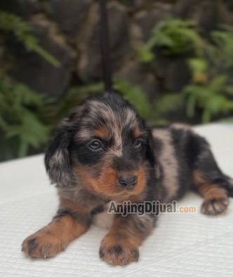 jual-tekel-dapple-longhaired-black-tan-dapple-female-QA8CEZC49X