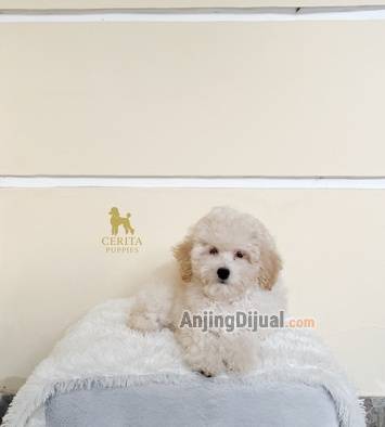 jual-poodle-betina-good-quality-VVSXAJXU8Z