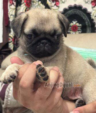 jual-anakan-pug-KAV7KTNA28
