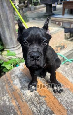 jual-anjing-cane-corso-6JQ2IOQZRP