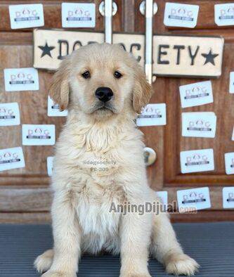 anjing-golden-retriever-2-ekor-betina-2D79RXHWMS