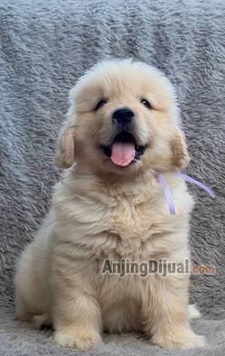 jual-anakan-golden-retriever-betina-high-quality-female-puppy-4FPD7LS105