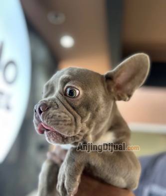 jual-isabella-french-bulldog-4-bulan-3K143VYTI5