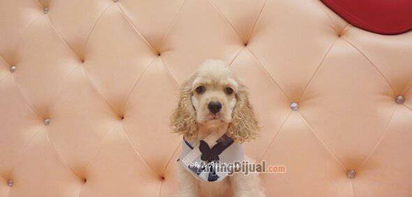 jual-american-cocker-spaniel-high-quality-male-FCFH1CD6ND