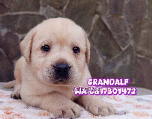 for-book--grandalf--great-bloodline-labrador-puppy-950VQ3NXXC