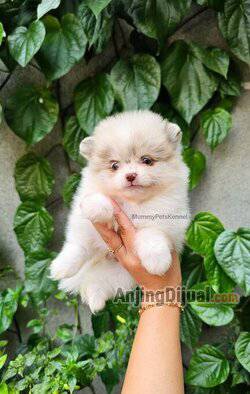 jual-supermini-pom-super-rare-termurah--QQFLQMUGGH