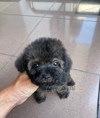 jual-anakan-poodle-tiny-lucu-SEV1F33VU9