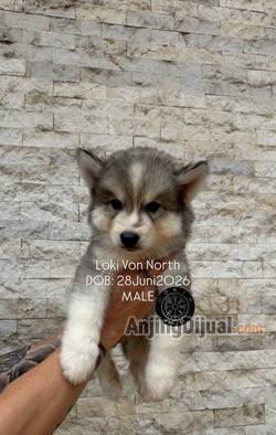 jual-siberian-husky-puppies-northkennel-AF62JJ2GMR