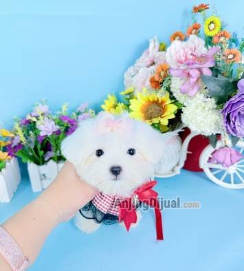jual-micro-teacup-maltese-betina-super-duper-kecil-imut-kaki-cebol-muka-cantik-B0K5YMCZYD