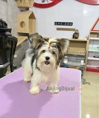jual-yorkshire-terrier-langka-JTJA199I6D