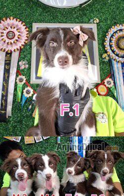 jual-border-collie-anakan-red-white-dari-kualitas-dari-indukan-import--show-champion-ZVK089SYMS