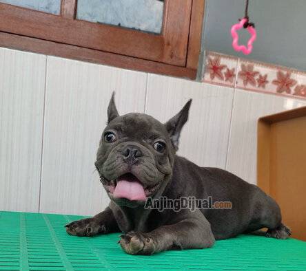 jual-anakan-french-bulldog-exotic-70FVNTT192
