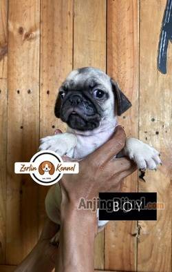 jual-pug-pesek-maniaaa-JIG29ZZSBD