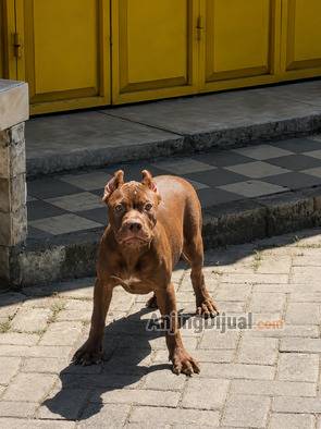 jual-pitbull-betina-name-cleo-WBHKJ8V2TJ