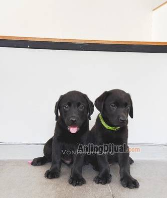 jual-black-labrador-big-bone-JSV1U6T3Q1