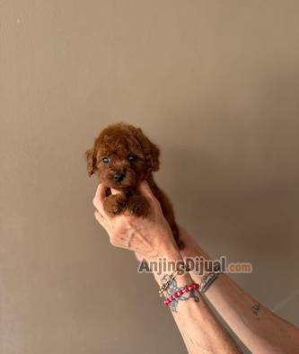 jual-poodle-tiny-super-red-jantan-R5D6X1O6NY