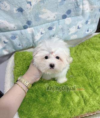 jual-teacup-maltese-DKDKHRZUIZ