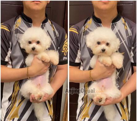 pejantan-bichon-frise-supertiny-8GNMD2QBIA