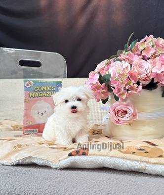jual-maltese-kualitas-turunan-import-korea-japan-indo-AMGMX8XEKR