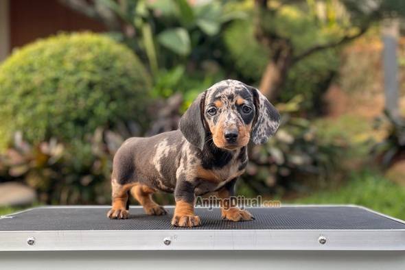 for-sale-puppy-female-miniature-dapple-dachshund-ZVOTMLXJ6W