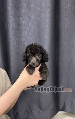 jual-silver-toy-poodle-betina-super-lucu-stambum-vaksin-2WJ9COCG8A