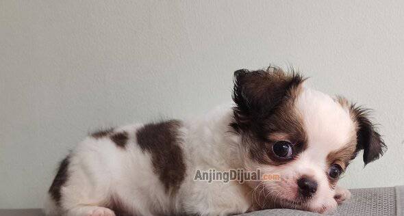 open-booking-chihuahua-jantan-long-hair-IJIXT1PY72