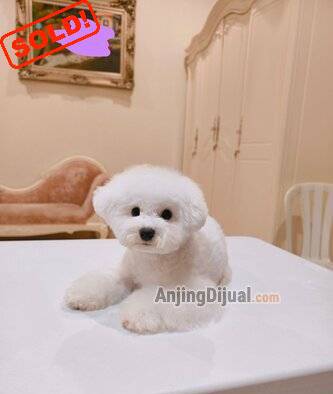 for-sale--korean-bichon-male-super-kontet-kecil-cakep-E9L2OUK4TV