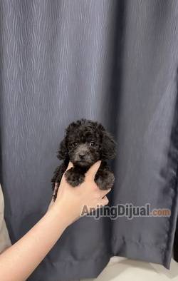 jual-silver-toy-poodle-jantan-stambum-vaksin-4P0VPRFS6L