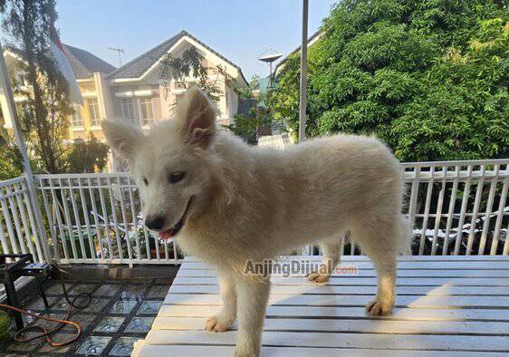 jual-samoyed-betina-mochi-2VR6FGAA8L